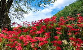 秋の訪れを告げる赤い花！町の有志が大切に守る「徳山の彼岸花」　滋賀県長浜市