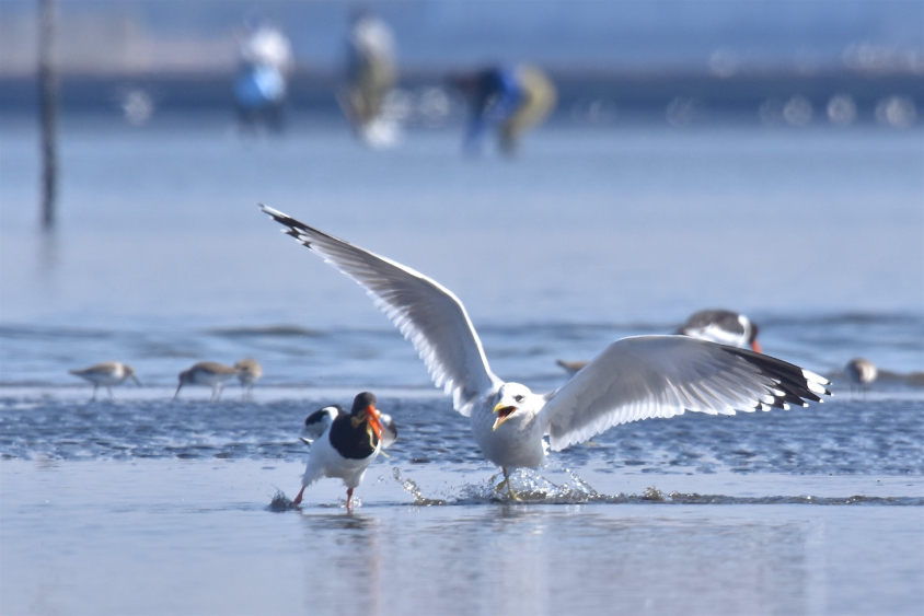 多くの野鳥が飛来する三番瀬