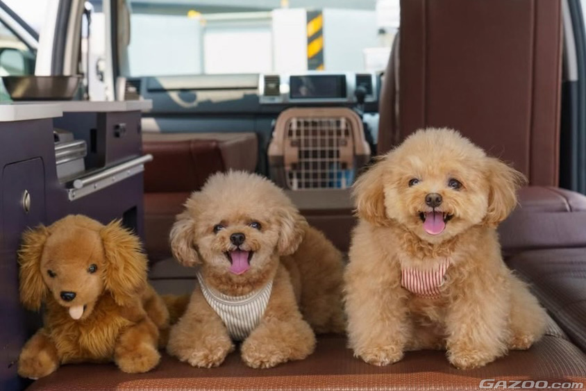 犬の乗車イメージ