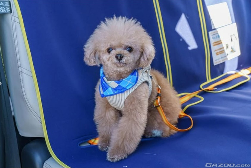シートベルトを装着する犬