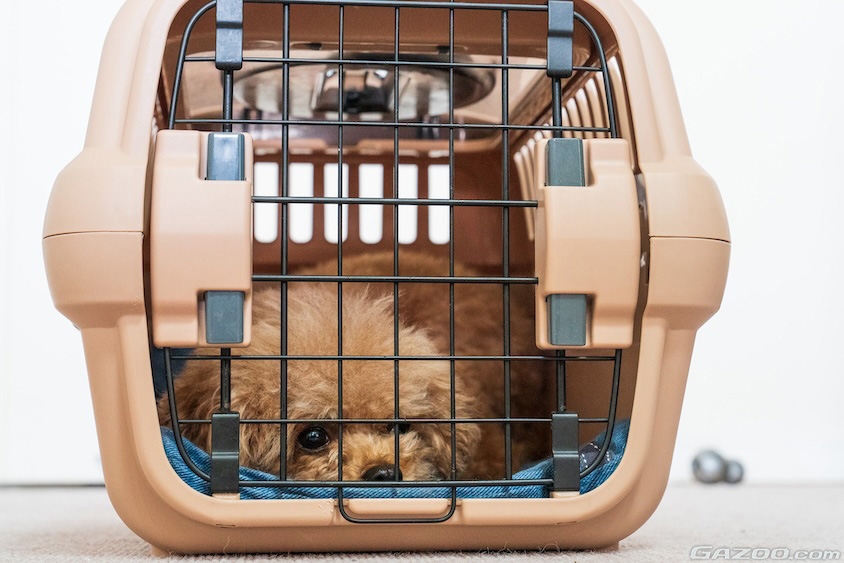 ケージに入った愛犬