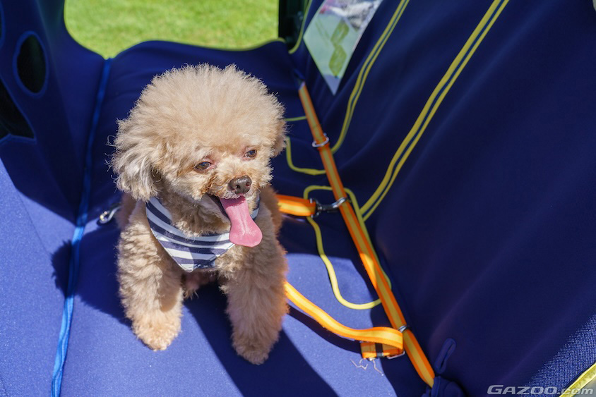 リードにつながれたリアシートの愛犬