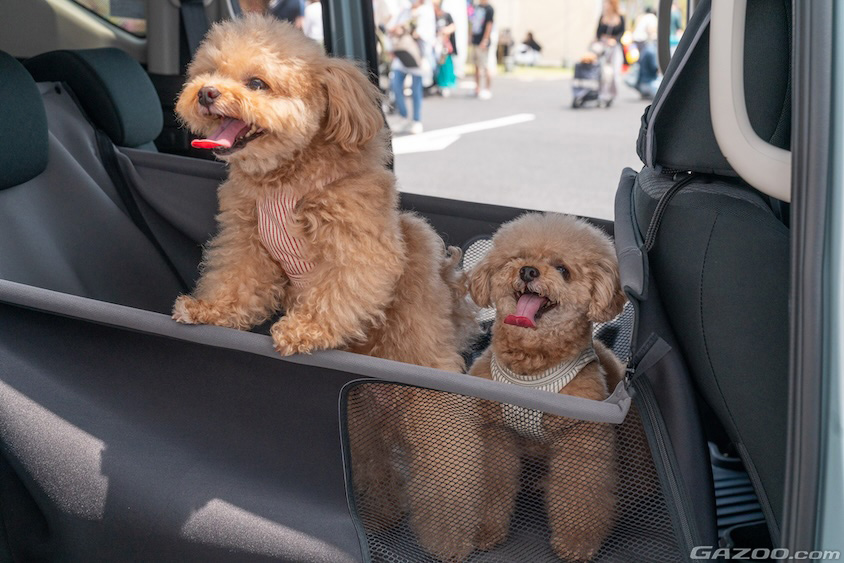 サークルに収まる愛犬2頭