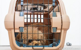 犬用シートベルト？愛犬と一緒のドライブ向け安全グッズ【ペットとドライブにでかけたい！第2回】