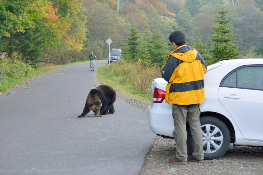 ドライブ中にクマ遭遇イメージ1