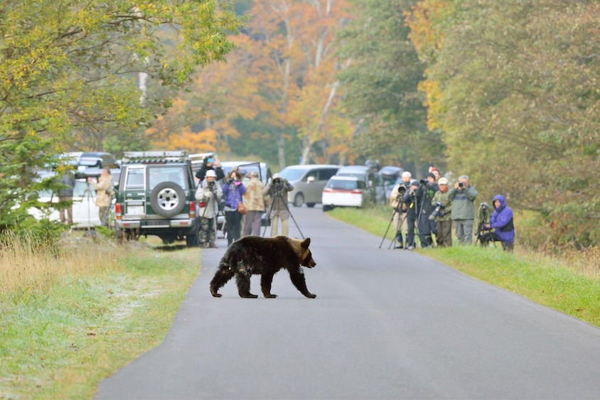 クマを撮影するギャラリー