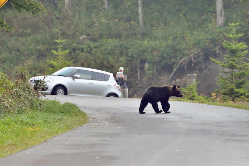 ドライブ中にクマ遭遇イメージ2