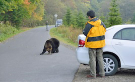 ドライブ中にクマと遭遇したらどうする？やってしまいがちなNG行動と正しい対処法