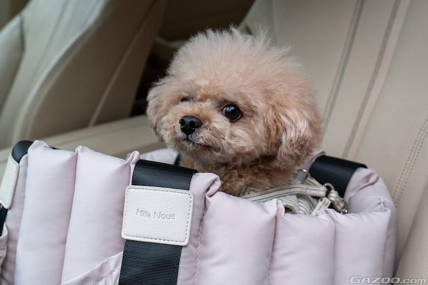 クルマに乗る愛犬イメージ