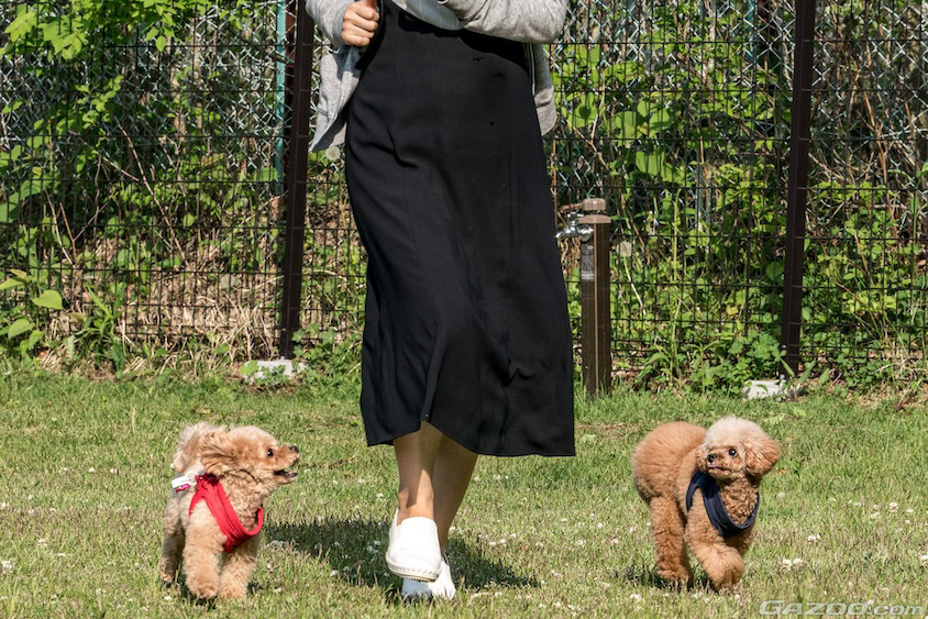 休憩を楽しむ愛犬たちイメージ