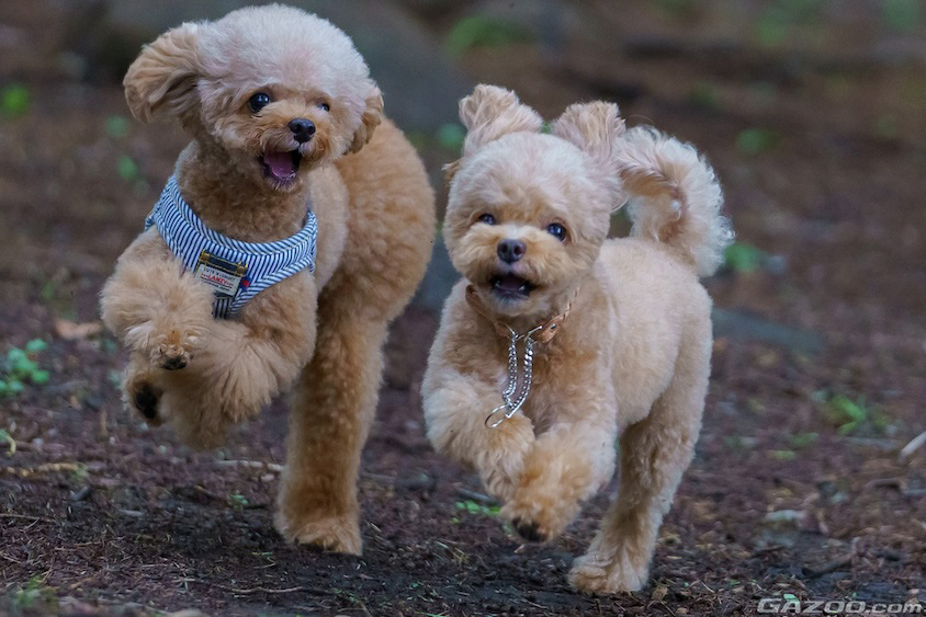 元気に走る愛犬イメージ
