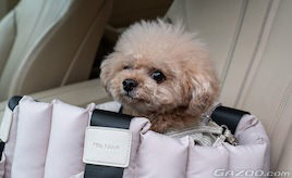 愛犬とのドライブに“休憩”は欠かせない-- 走り続けないという安全配慮：SA・PAの活用と、降車時に気をつけたいこと --【ペットとドライブにでかけたい！第4回】