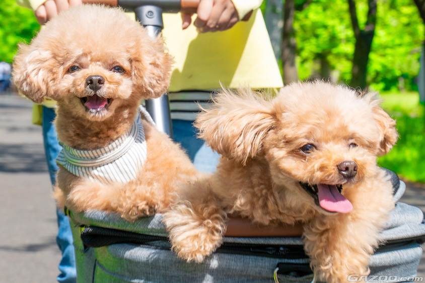 好天下と愛犬たちイメージ