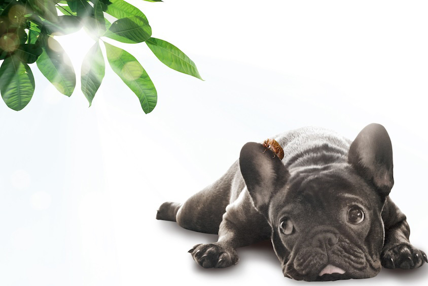 炎天下の愛犬イメージ