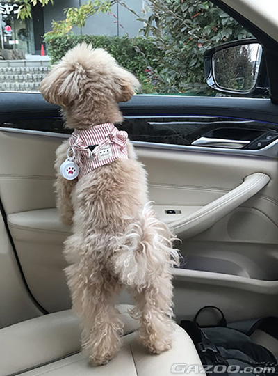 車内で留守番する愛犬イメージ