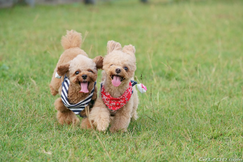 好天下で楽しむ愛犬たちイメージ