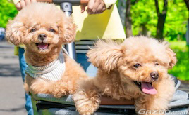 夏の車内は想像以上に危険 ― 愛犬の熱中症を防ぐために知っておきたいこと ― 【ペットとドライブにでかけたい！第5回】