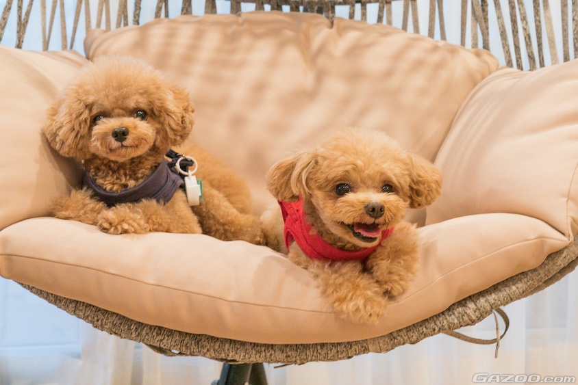 ペットとの生活イメージ