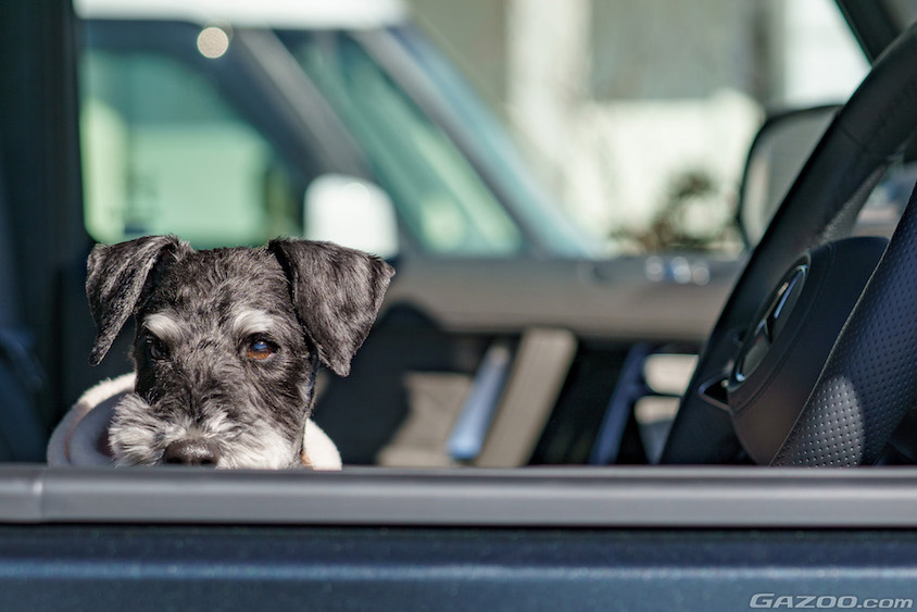 愛犬とドライブイメージ