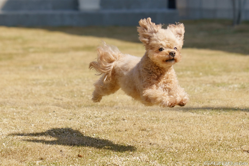 屋外で楽しむ愛犬イメージ01