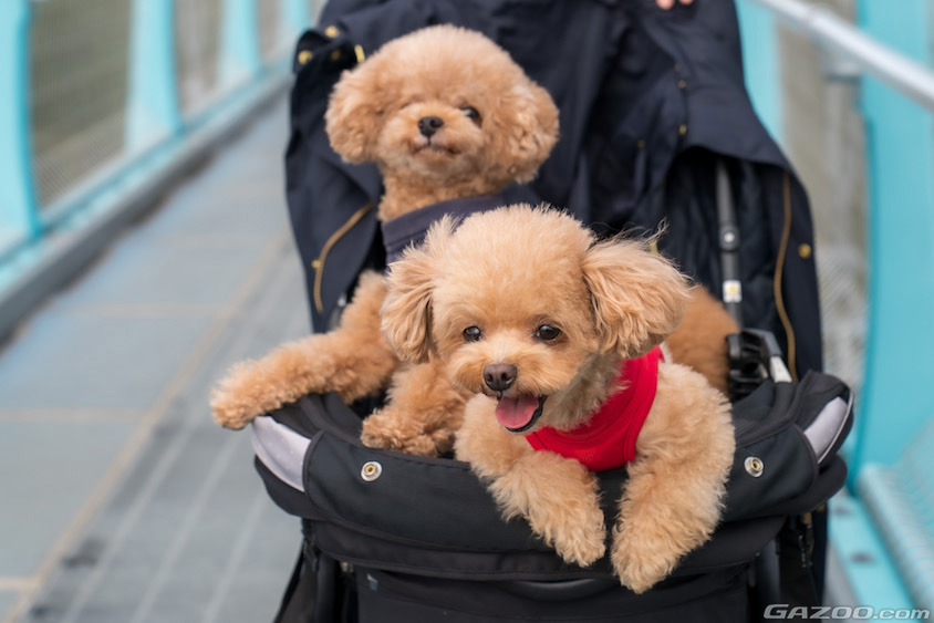 三島スカイウォークの愛犬イメージ
