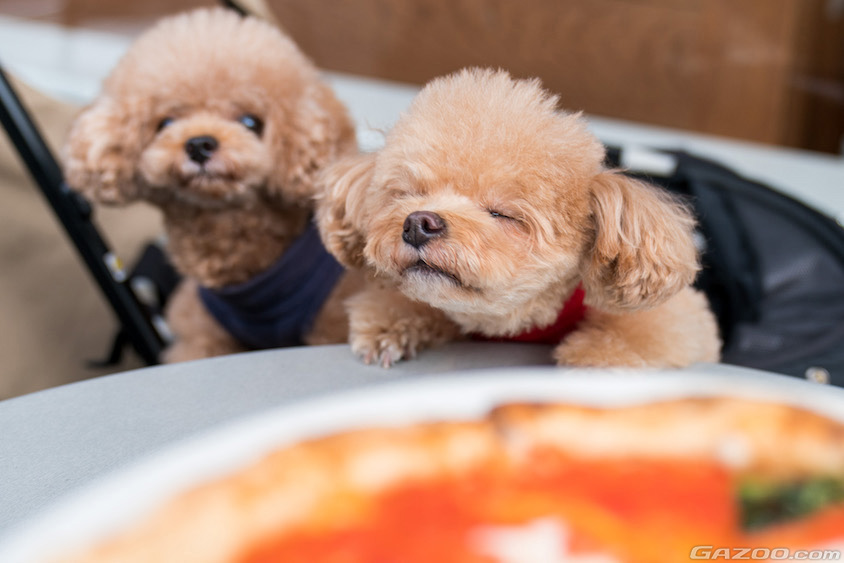 御殿場プレミアム・アウトレットの愛犬イメージ