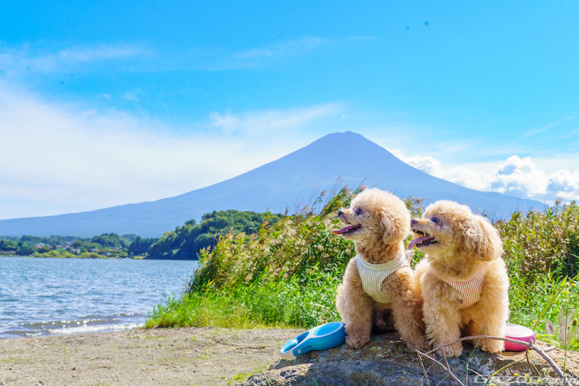 河口湖の愛犬イメージ