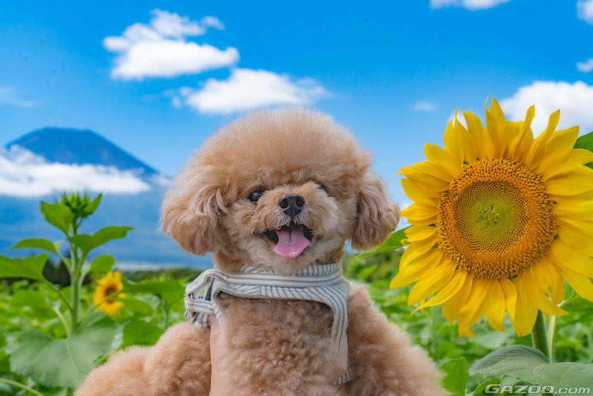 富士山と愛犬イメージ