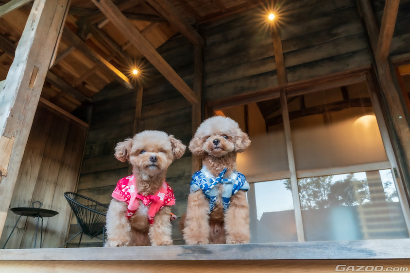 古民家宿泊の愛犬イメージ