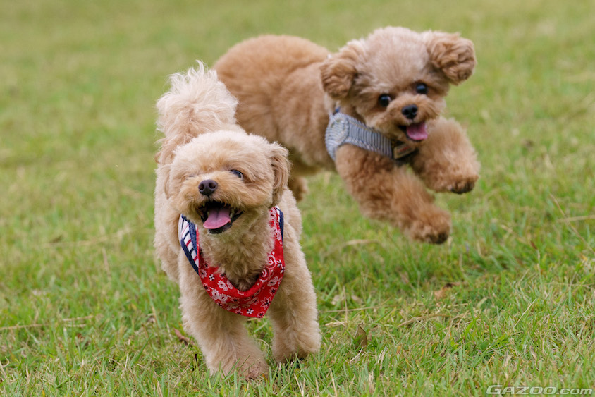 屋外で楽しむ愛犬イメージ02