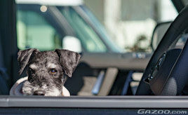 愛犬とのドライブをもっと楽しくする -- 三島・富士五湖・佐原のおすすめスポット【ペットとドライブに出かけたい！第7回】