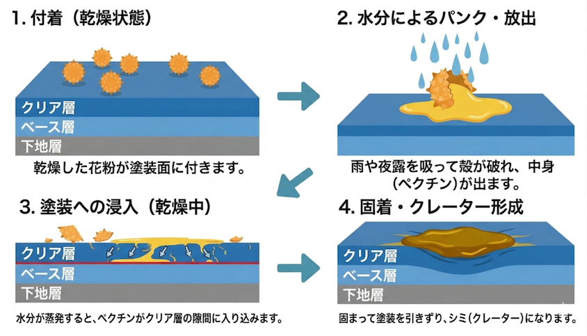 クルマへの花粉付着構造図