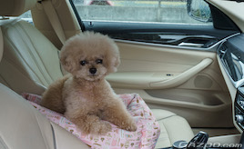愛犬にとって“いいクルマ”とは?――人間とは違う、快適性の考え方