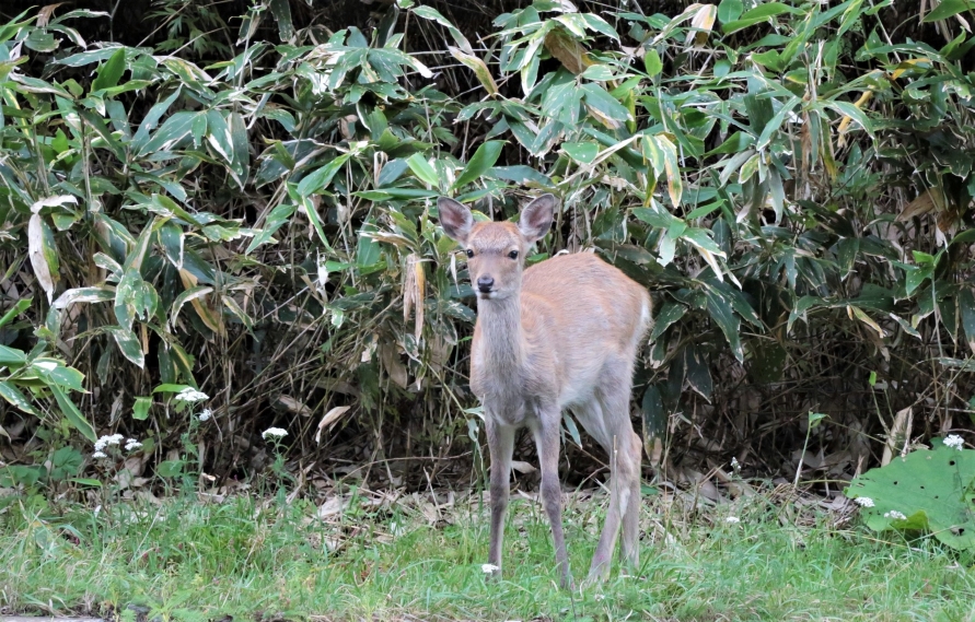 北海道のシカ分布に異変 シカとの事故を防ぐために気をつけたいこと トヨタ自動車のクルマ情報サイト Gazoo