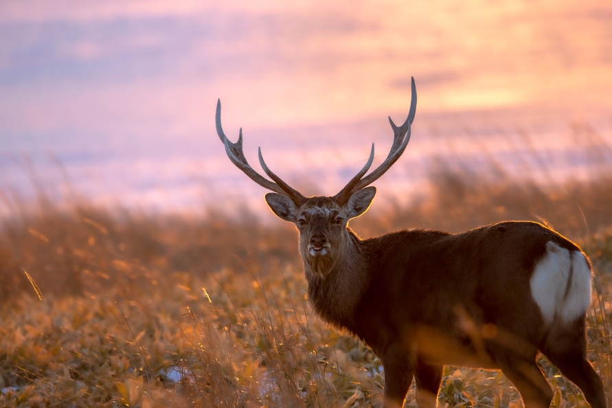 北海道のシカ分布に異変 シカとの事故を防ぐために気をつけたいこと トヨタ自動車のクルマ情報サイト Gazoo