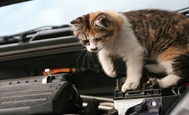 なぜ？ 猫がエンジンルームに入り込む理由。ボンネットを叩く「猫バンバン」の正しいやり方も解説