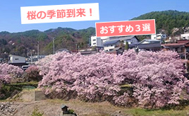 のっぴーおすすめ！高速道路でいく、桜のみどころスポット３選！