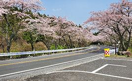 進路変更に関する道路標示を正しく理解していますか？2021年に増えた新たな表示も解説