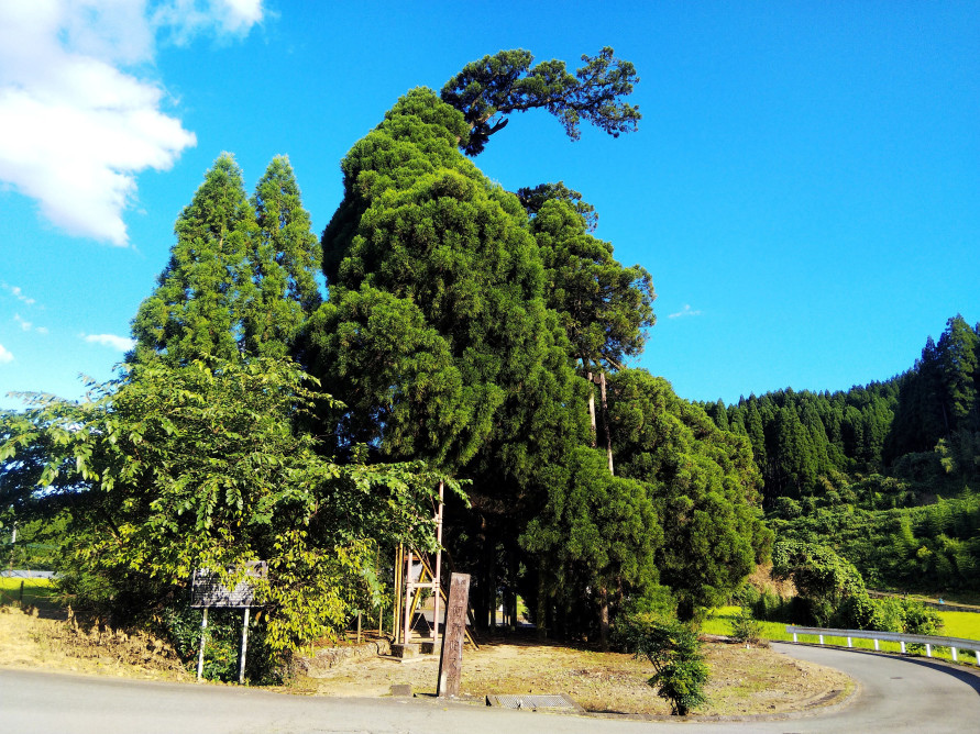 太い木の幹や立派な枝ぶりが迫力ある阿弥陀杉。