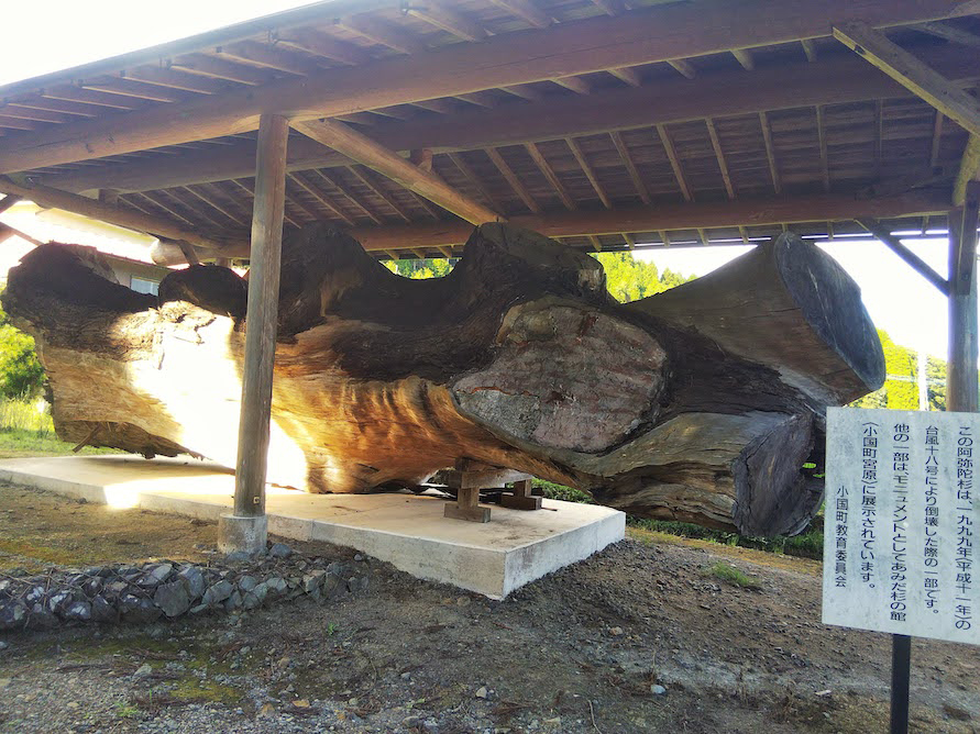台風18号により倒壊した杉の木の一部も展示されている。