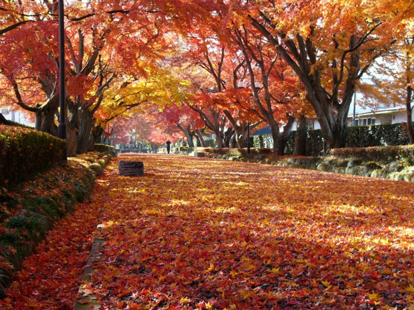 幅約18m、長さ約200mの参道は紅葉のアーケードのよう。路面は紅葉のじゅうたんに。