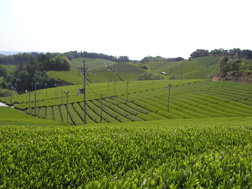 村の面積の約4分の3を占める山林を利用した茶畑が広がる。