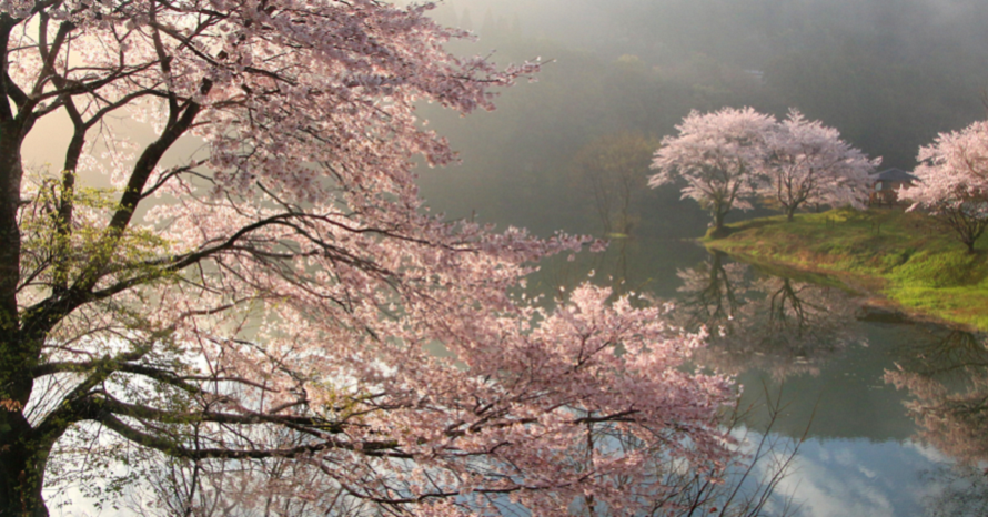 絵のように美しい別天地！幻想的な桜と宮川「さくらの里公園」へ