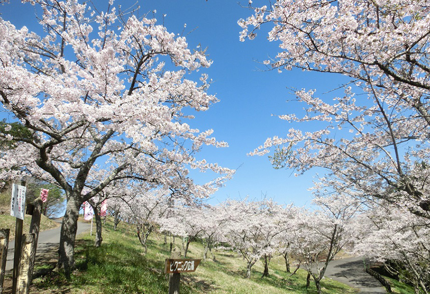 ブルーインパルスのスモークアートと桜の華麗な競演！滝山公園へ