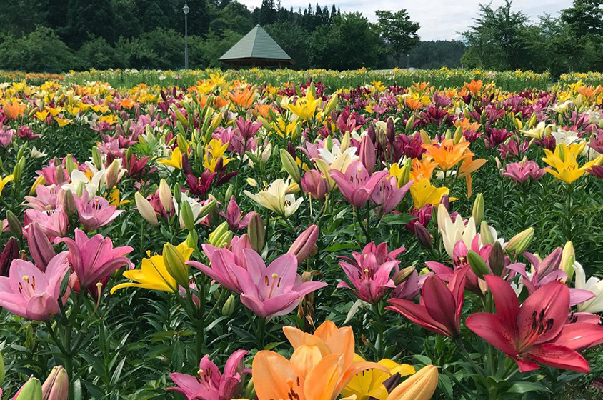 華麗に咲き誇る花々に感動 いいで どんでん平ゆり園へドライブ 山形県飯豊町 トヨタ自動車のクルマ情報サイト Gazoo