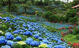 山の斜面を埋め尽くすアジサイの花！ブルーのじゅうたんが圧巻のよへなあじさい園へ行こう　沖縄県本部町