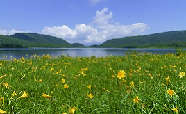 ニッコウキスゲは初夏が見頃！花の季節到来の雄国沼湿原へ行こう　福島県喜多方市