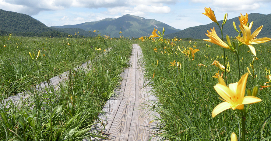 ニッコウキスゲの大群生が絶景！夏の尾瀬国立公園へドライブ 群馬県