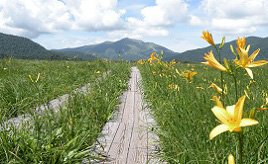 ニッコウキスゲの大群生が絶景！夏の尾瀬国立公園へドライブ　群馬県片品村