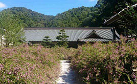見頃は毎年9月！ハギの花咲く初秋の山寺へドライブ　香川県塩江町